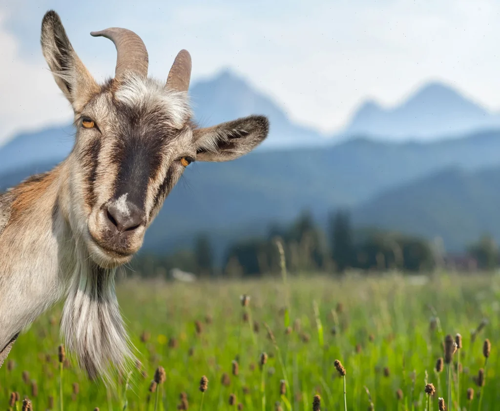 goat